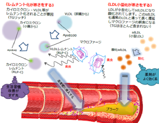 Lipid1.png